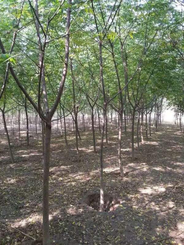 供應(yīng)8公分9公分10公分苦楝樹 供應(yīng)8公分9公分10公分苦楝樹