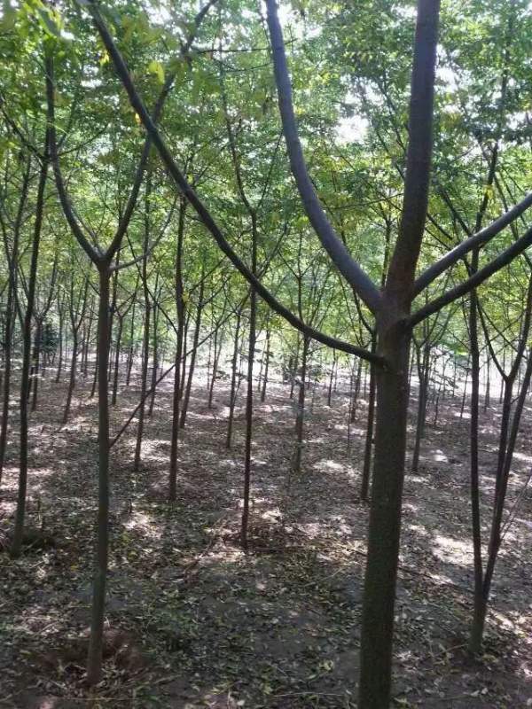 供應(yīng)8公分9公分10公分苦楝樹 供應(yīng)8公分9公分10公分苦楝樹