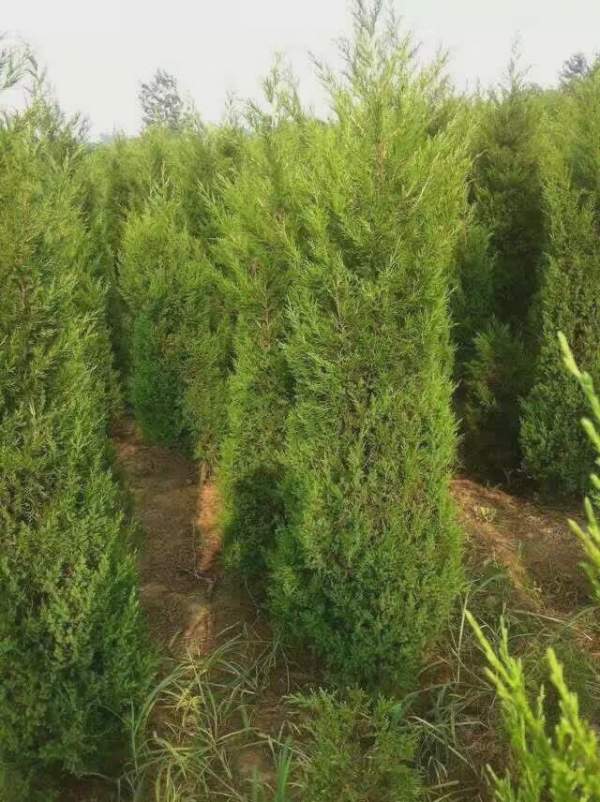 高度2.7米2.8米3米蜀檜價格優(yōu)惠 高度2.7米2.8米3米蜀檜價格優(yōu)惠