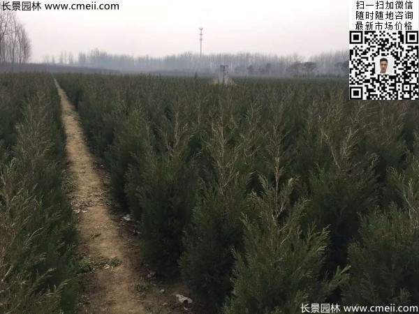 高度60公分70公分80公分蜀檜大量供應(yīng) 高度60公分70公分80公分蜀檜大量供應(yīng)