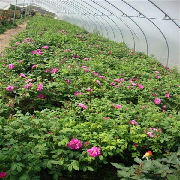 物美價(jià)廉的食用玫瑰在哪買？