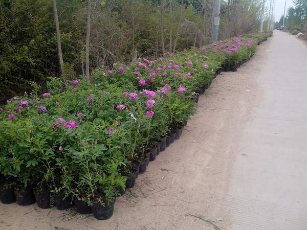 四季玫瑰基地--長景園林 四季玫瑰基地--長景園林