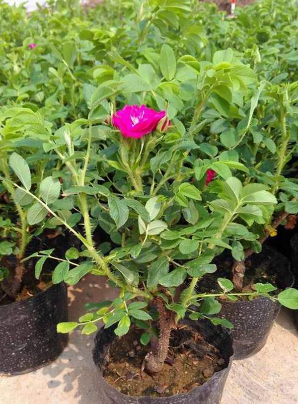 四季玫瑰基地--長景園林 四季玫瑰基地--長景園林