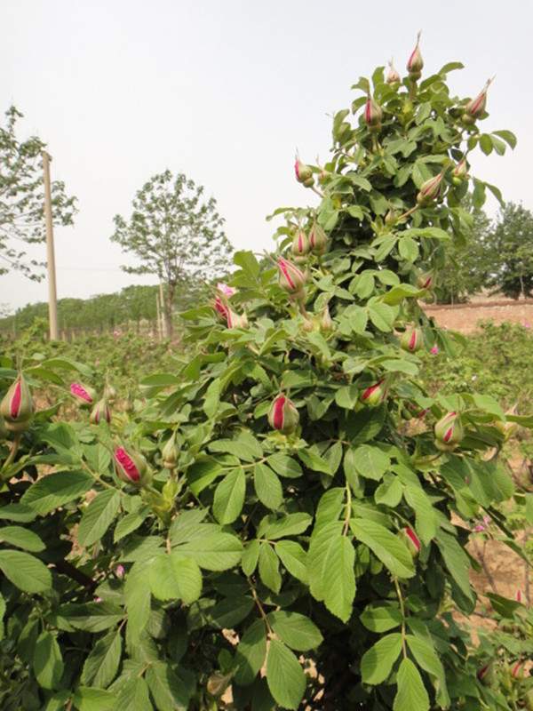 四季玫瑰基地--長景園林 四季玫瑰基地--長景園林