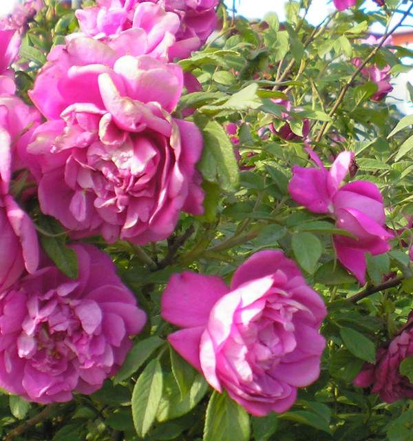 四季玫瑰基地--長景園林 四季玫瑰基地--長景園林