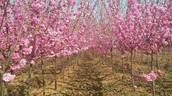 重瓣榆葉梅-長(zhǎng)景園林