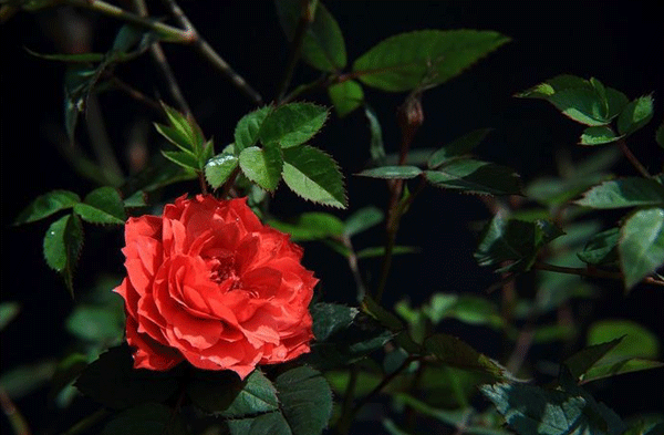 鉆石月季圖片基地實(shí)拍 鉆石月季圖片基地實(shí)拍