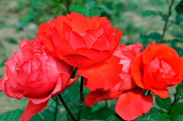 鉆石月季圖片基地實(shí)拍 鉆石月季圖片基地實(shí)拍