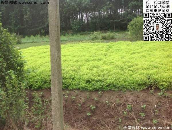 金山繡線(xiàn)菊?qǐng)D片