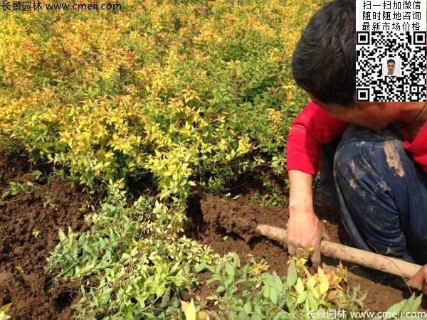 金山繡線(xiàn)菊?qǐng)D片