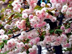 較大的櫻花樹基地，只有你不知道在哪里吧？