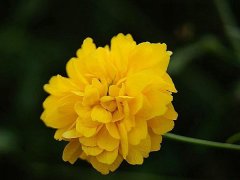 重瓣棣棠價(jià)格哪里便宜？產(chǎn)地在哪里？