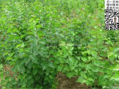 去那里購買丁香苗最實(shí)惠？