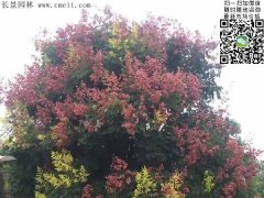 今年欒樹價格多少錢一棵？6公分8公分10公分的規(guī)