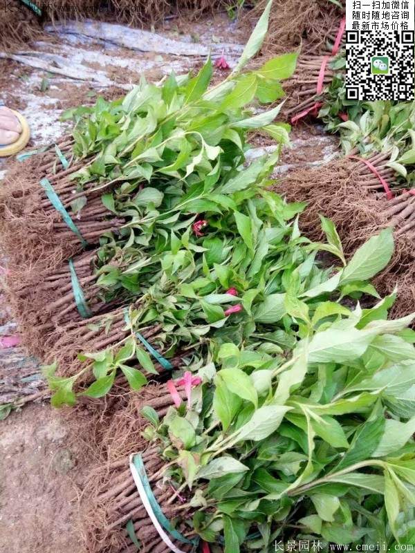 紅王子錦帶苗 紅王子錦帶苗