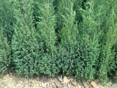 一張刺柏的市場(chǎng)報(bào)價(jià)表，保證讓你隨時(shí)掌握苗木