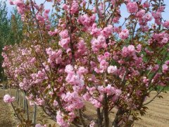 哪里有櫻花樹賣，偷偷告訴你一家又好又便宜的