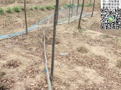 你還在為買櫸樹(shù)四處奔波嗎？那你就out了，告訴