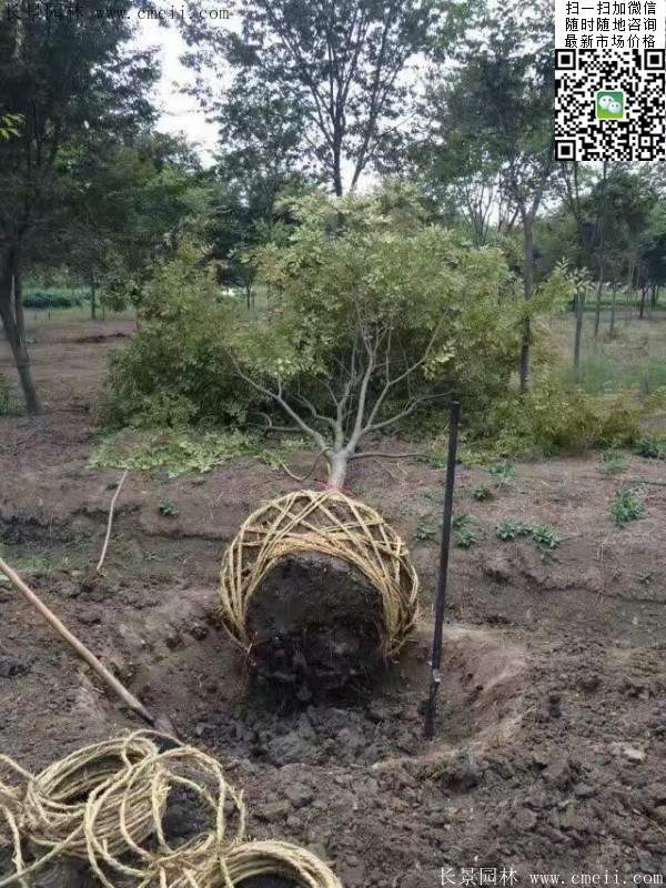 櫸樹綠化 櫸樹綠化