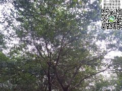 櫸樹(shù)不管是在綠化界，還是在建筑界都會(huì)令你刮