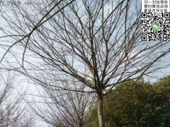 櫸樹(shù)的綠衣雖好看，但是變成光桿司令的“它”