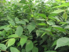 什么都是有身價(jià)的，那櫸樹(shù)的身價(jià)是多少呢？