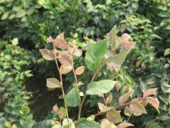 淺談櫸樹(shù)在未來(lái)的綠化路上，能否站住腳 