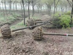 櫸樹(shù)還有這一層意思??！到底是“種櫸”還是“