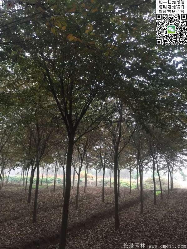 櫸樹種植 櫸樹種植