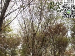 這個(gè)秋季讓櫸樹(shù)占盡了風(fēng)采，你還在持觀望的態(tài)