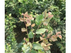 紅櫸與櫸樹(shù)有什么不同？