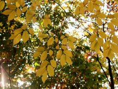 專家推斷：未來(lái)紅櫸樹(shù)在綠化上將是前途無(wú)量的