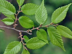 重大新聞！較大的櫸樹(shù)基地照曝光了，貌似價(jià)格