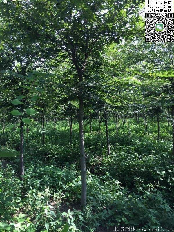 6-10公分胸徑的櫸樹價格 6-10公分胸徑的櫸樹價格