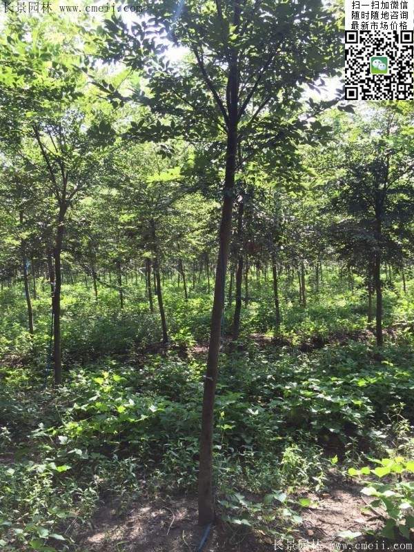 6-10公分胸徑的櫸樹價格 6-10公分胸徑的櫸樹價格