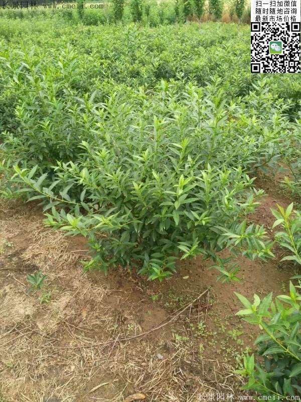 連翹--長景園林 連翹--長景園林