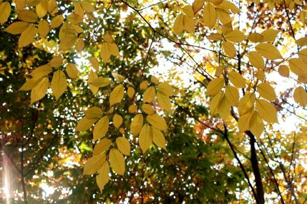 秋季的櫸樹葉子 秋季的櫸樹葉子