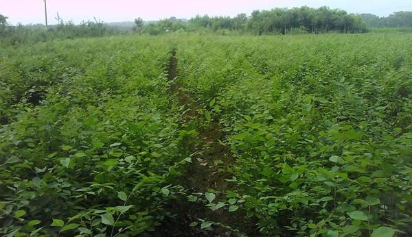 櫸樹的作用 櫸樹的作用