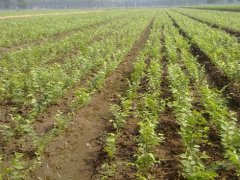 顯赫一時(shí)的櫸樹(shù)，它的過(guò)去、現(xiàn)在、未來(lái)是什么