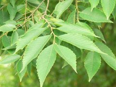 專家提醒：櫸樹(shù)和樸樹(shù)不是同一種樹(shù)嗎？