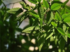 櫸樹(shù)為什么又叫作血櫸，這其中有什么奧秘嗎?