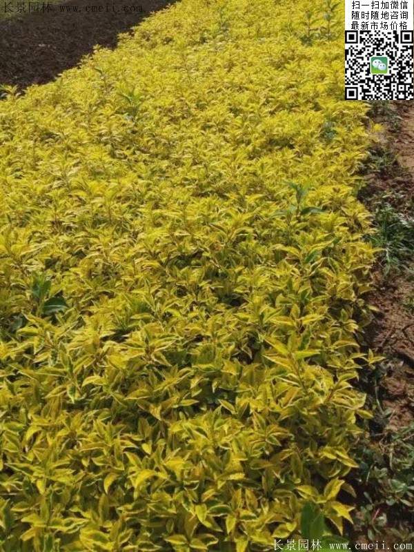 連翹--長(zhǎng)景園林 連翹--長(zhǎng)景園林