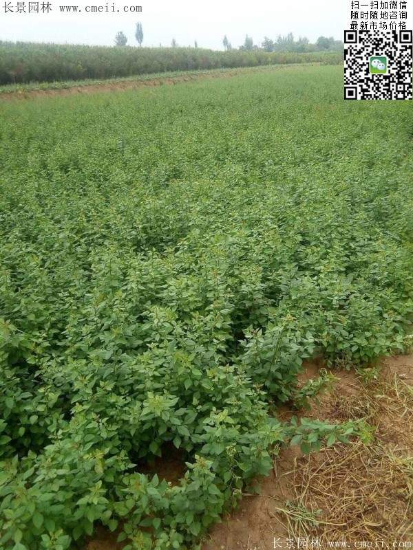 連翹--長(zhǎng)景園林 連翹--長(zhǎng)景園林