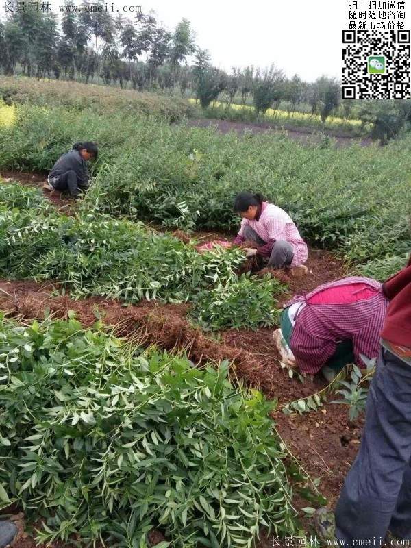 連翹--長(zhǎng)景園林 連翹--長(zhǎng)景園林