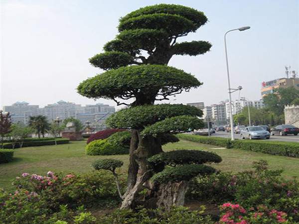 小葉女貞--長景園林 小葉女貞--長景園林