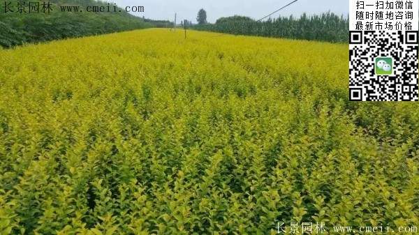 小葉女貞--長景園林 小葉女貞--長景園林