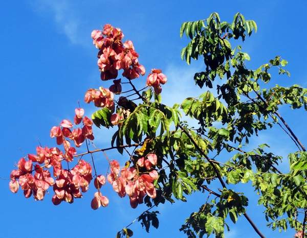 大規(guī)格的欒樹 大規(guī)格的欒樹