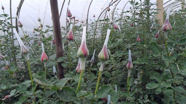 沭陽(yáng)玫瑰基地 沭陽(yáng)玫瑰基地