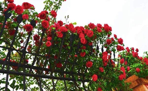 沭陽(yáng)玫瑰基地 沭陽(yáng)玫瑰基地