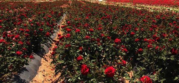 沭陽(yáng)玫瑰基地 沭陽(yáng)玫瑰基地